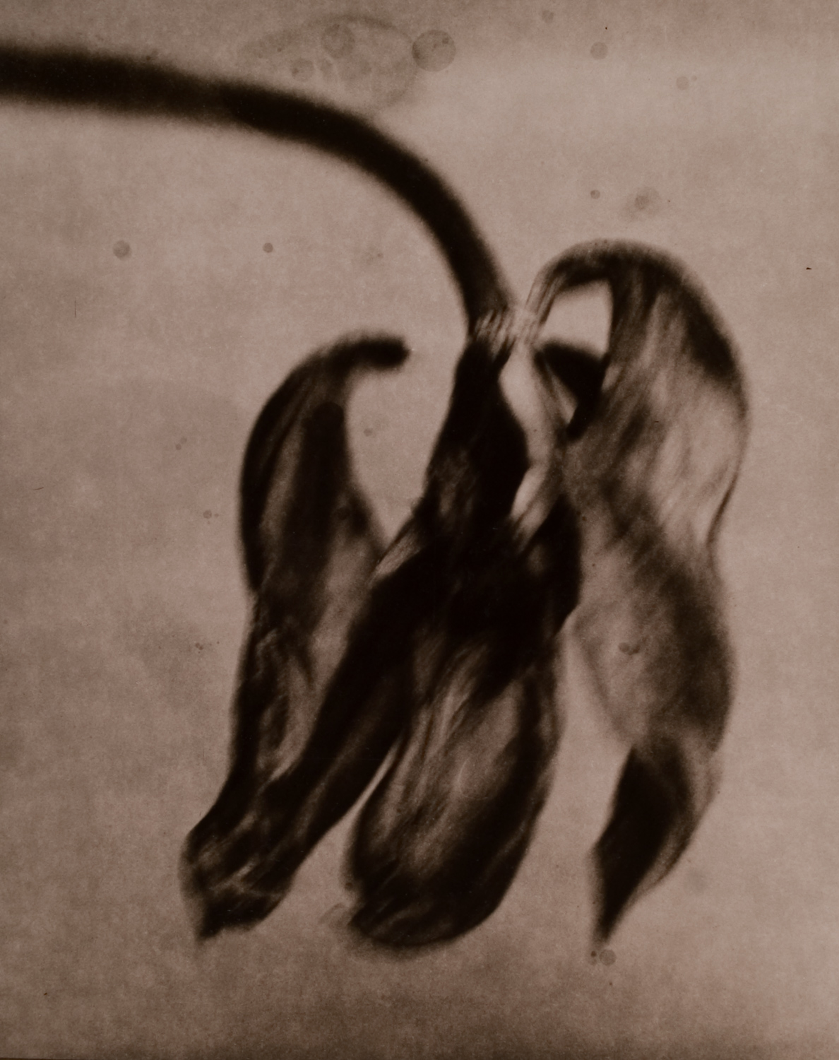 z cyklu bez tytułu, nr neg. 630/16